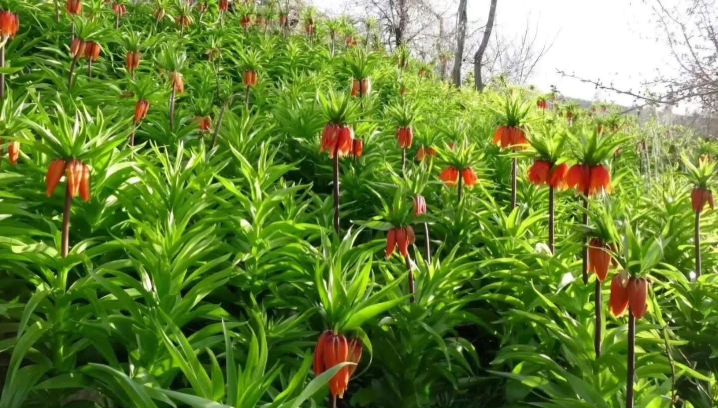 Akçadağ’da Ağlayan Gelinler Açtı, Doğaseverler Bölgeye Akın Etti.