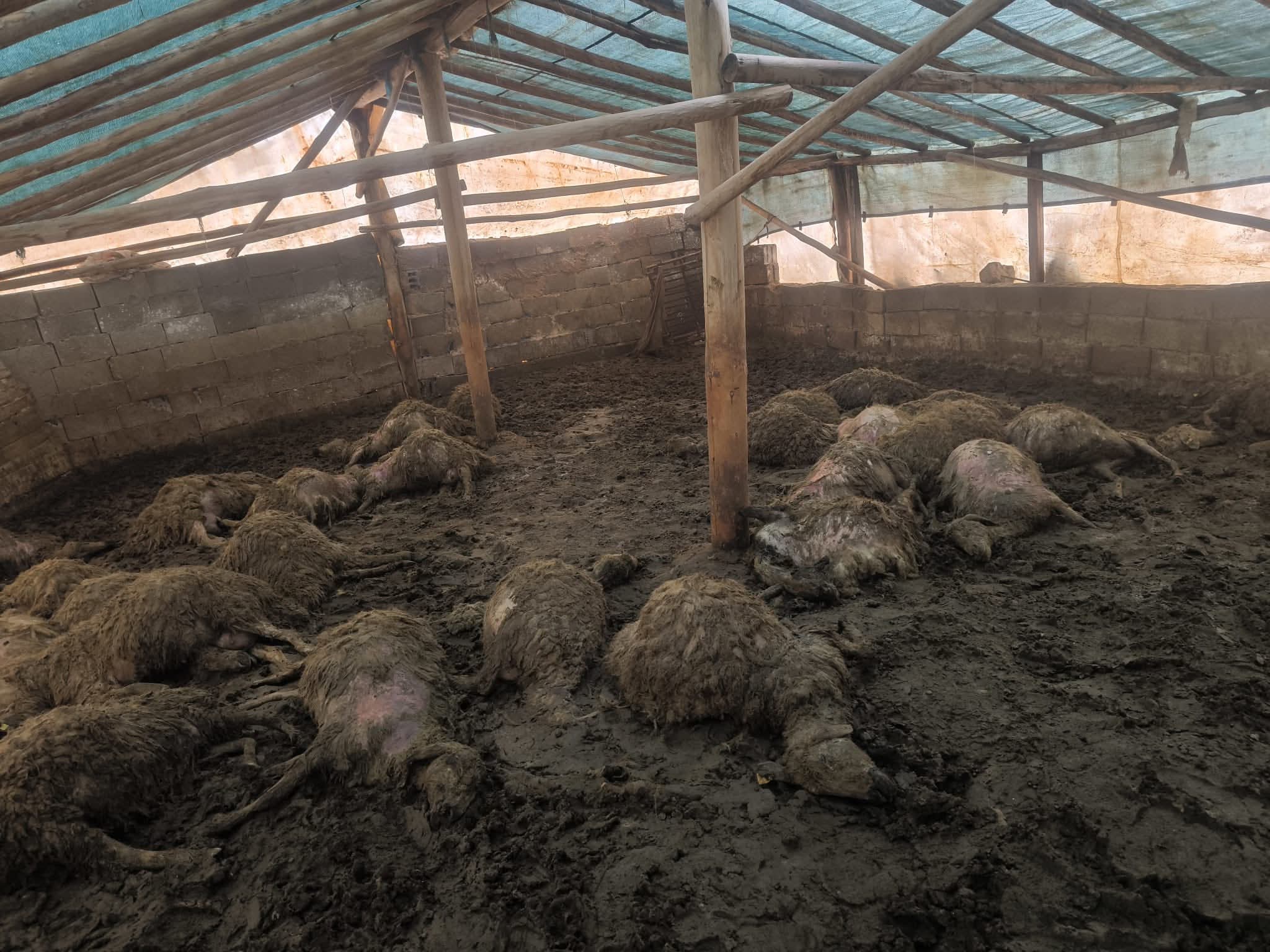 Arguvan’da Kurt Saldırısı: Yetiştiricinin Çadırına Giren Kurtlar 40’a Yakın Hayvanı Telef Etti.