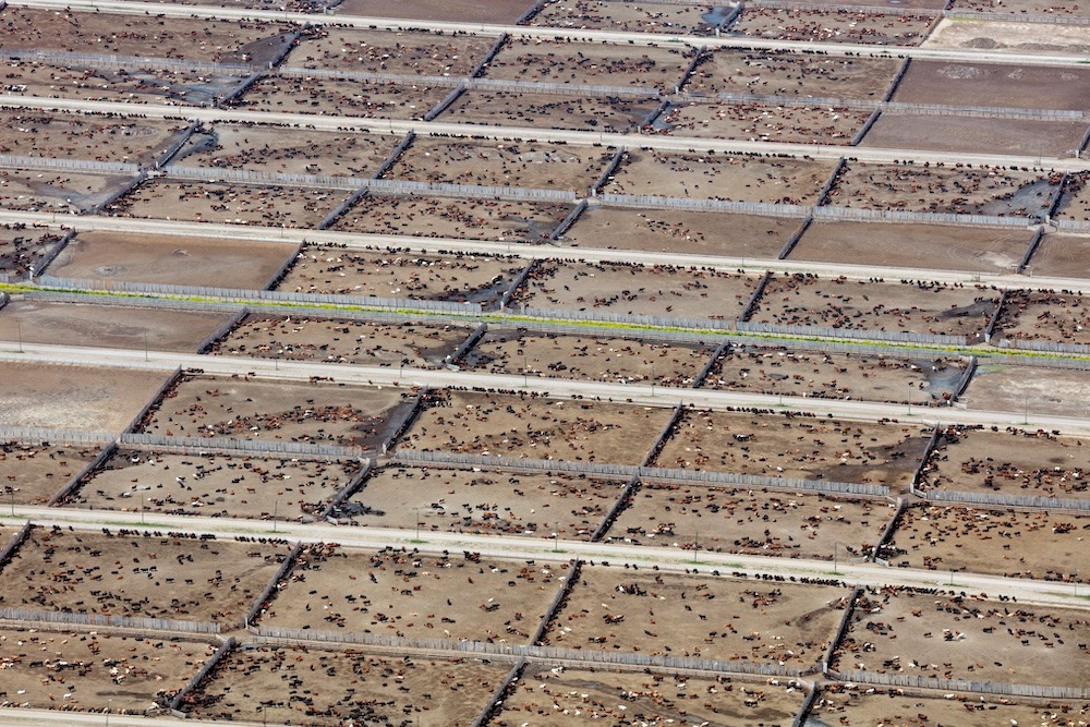 Endüstriyel Hayvancılık, Küresel İklim Hedeflerini Tehdit Ediyor