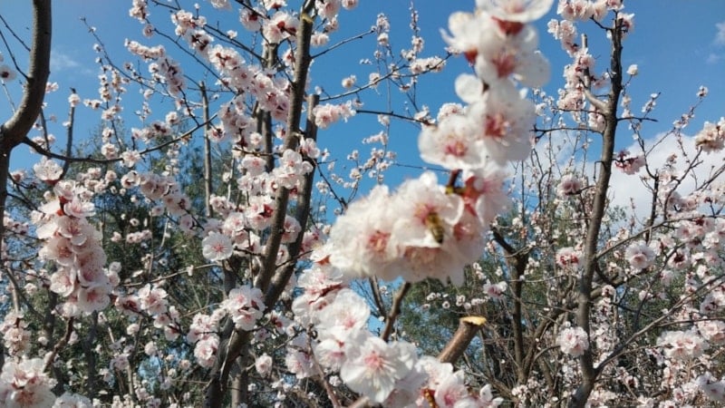 Kayısı Üreticilerine Uyarı: İlkbahar İlaçlama Dönemi Başladı