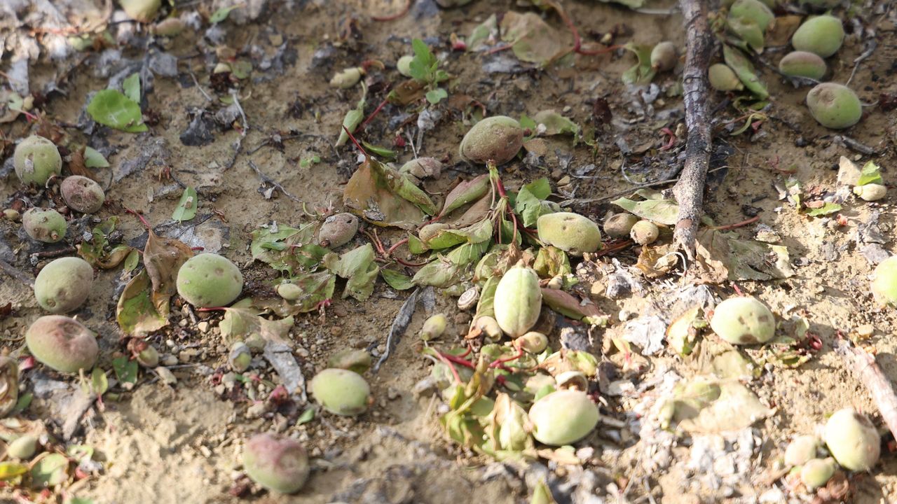 Malatya’da Dolu Felaketi: Kayısı Bahçelerinde Büyük Hasar, Üretici Endişeli.