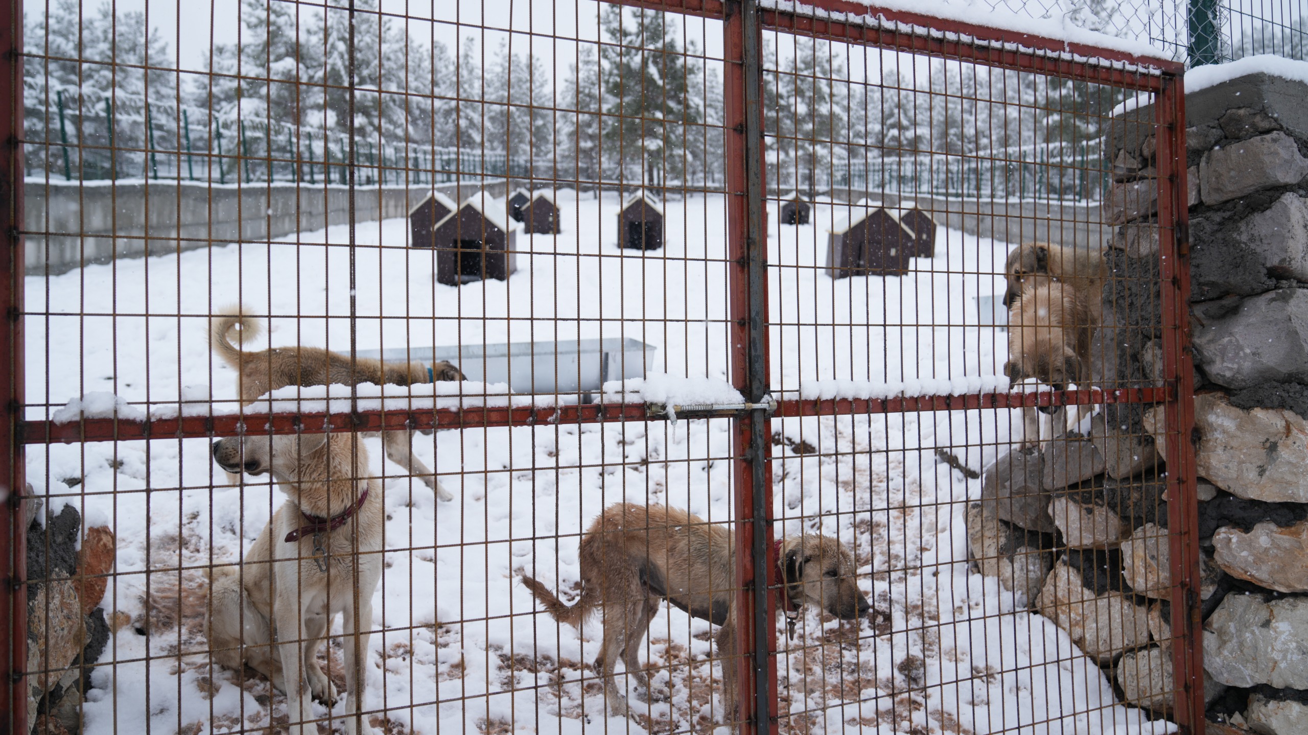 Malatya’nın İkinci Hayvan Barınağı Battalgazi’de Hizmet Vermeye Başladı