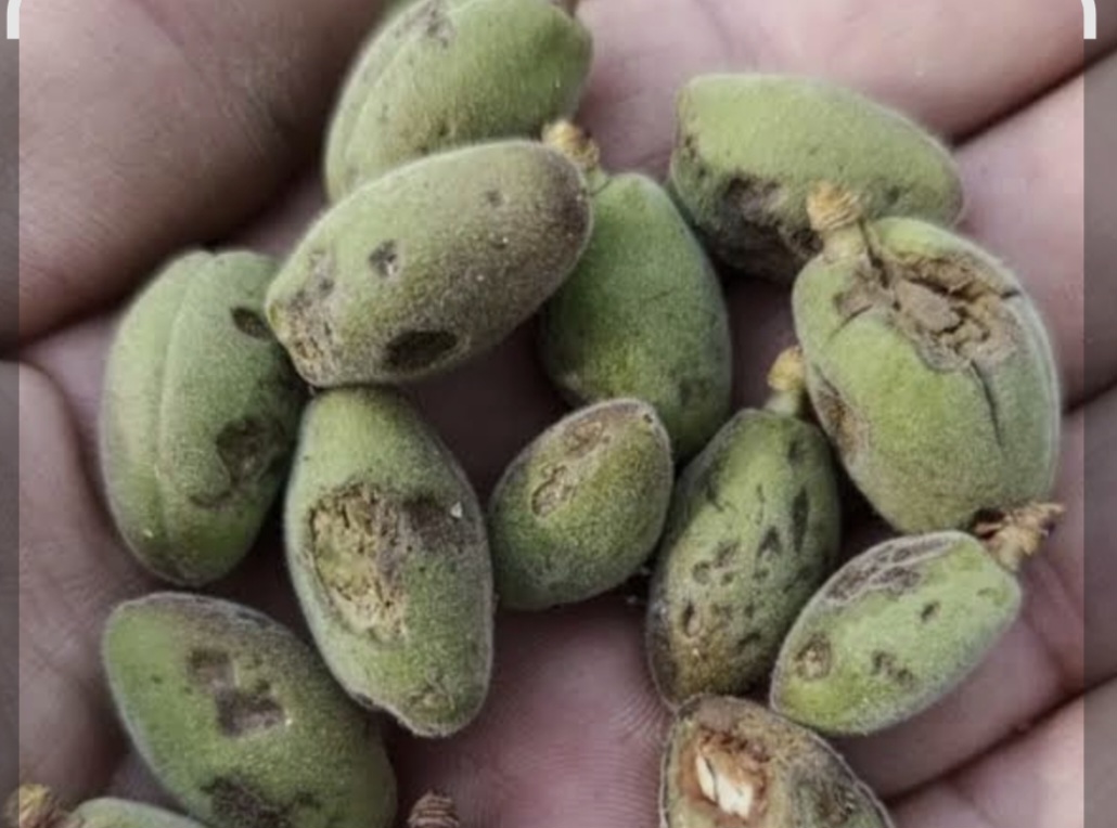 Malatya’yı Dolu Vurdu, Ziraat Odaları Derin Uykuda!.