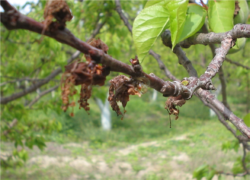 MONİLYA HASTALIĞI SONRASI ALINMASI GEREKEN ÖNLEMLER.