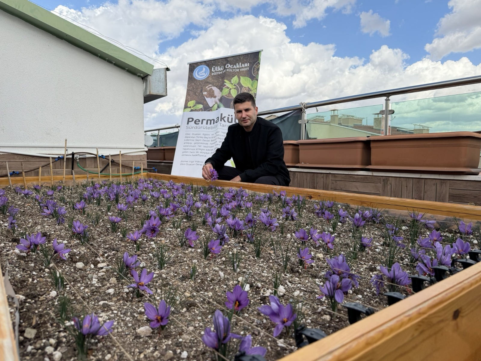 Ülkü Ocakları Genel Merkezi’nin Terasında Safran Hasadı!