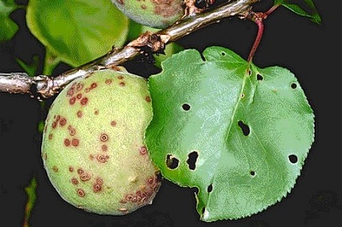 Valilikten Üreticiye Çağrı: Kayısıda Çil Hastalığıyla Mücadele Şart