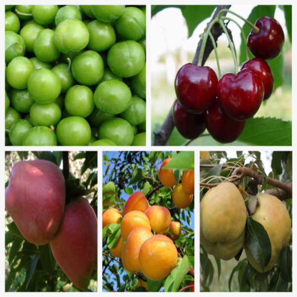 Ziraat Odaları Seçimleri Neden Yapılmıyor?