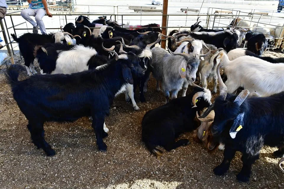 YEŞİLYURT BELEDİYESİ 41 NOKTADA KURBAN SATIŞ VE KESİM YERİ BELİRLEDİ